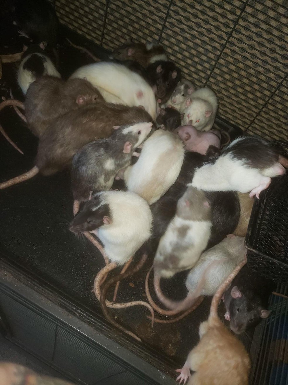 Há ratos obedientes e rebeldes entre os pets de Michele, mas os demais bichos toleram bem todos eles — Foto: ( Arquivo Pessoal/ Michele Raybon)