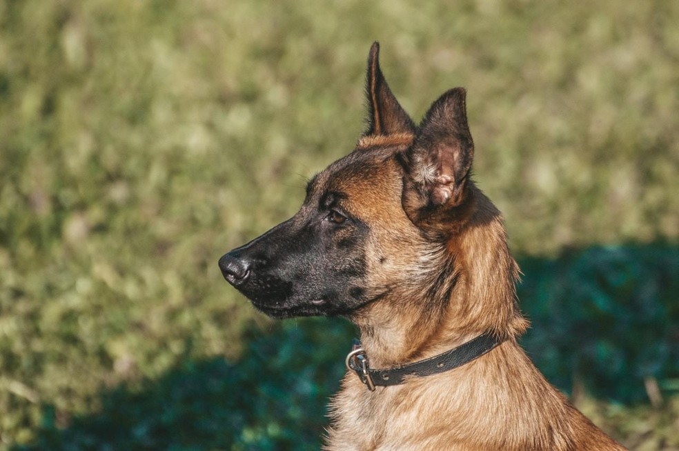 O pastor belga malionis é um cão considerado fácil de trabalhar, com muito foco no treino, de fácil aprendizado, com um salto maravilhoso e uma mordida forte — Foto: ( pexels/ anton-kudryashov/ CreativeCommons)