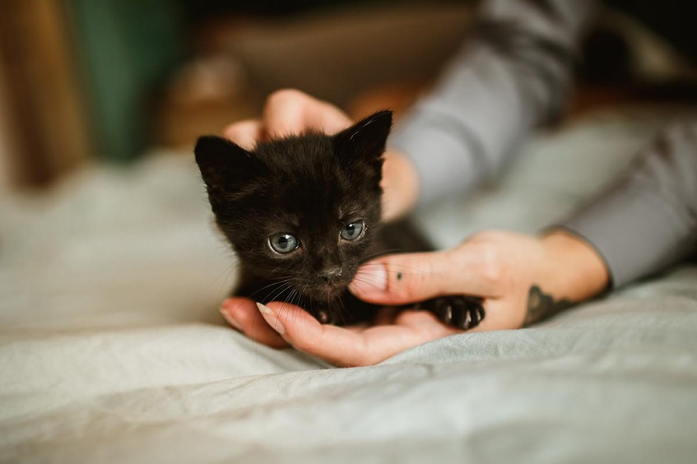 As mudanças de aparência na gata prenha podem passar despercebidas até as últimas semanas de gestação — Foto: ( Pexels/ Helena Lopes/ CreativeCommons)