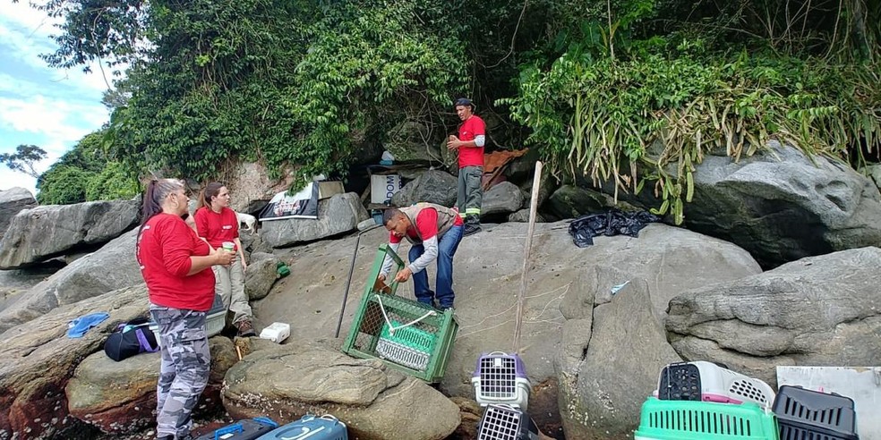 Os voluntários da associação Veterinários na Estrada monitoram a ilha desde 2012 — Foto: ( Diego Lara/ Território Audiovisual/ Divulgação )