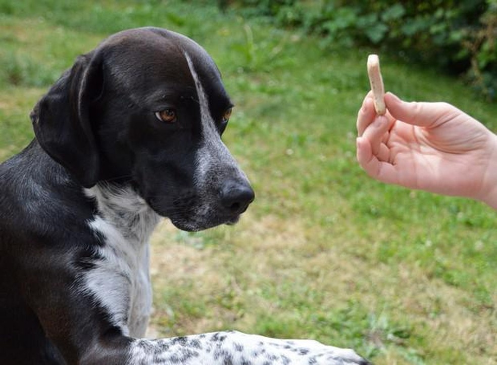 Nada impede que um cão surdo aprenda como os outros, só é preciso um pouco mais de paciência — Foto: ( Pixabay / Viviane6276 / CreativeCommons)