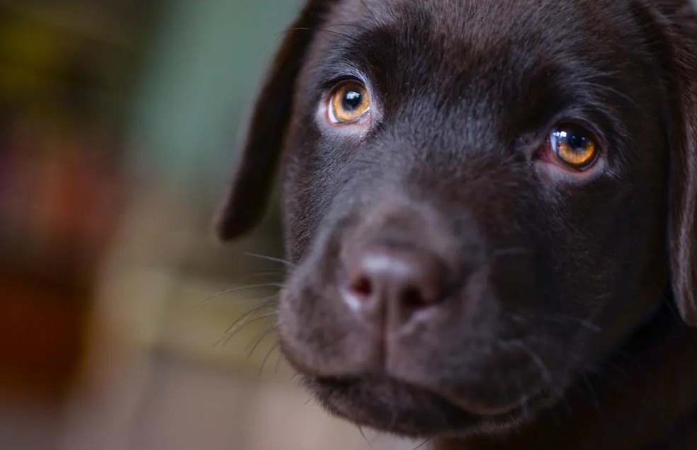 Olhar nos olhos do cão é uma ótima forma de deixar o cão mais tranquilo — Foto: Canva/ CreativeCommons