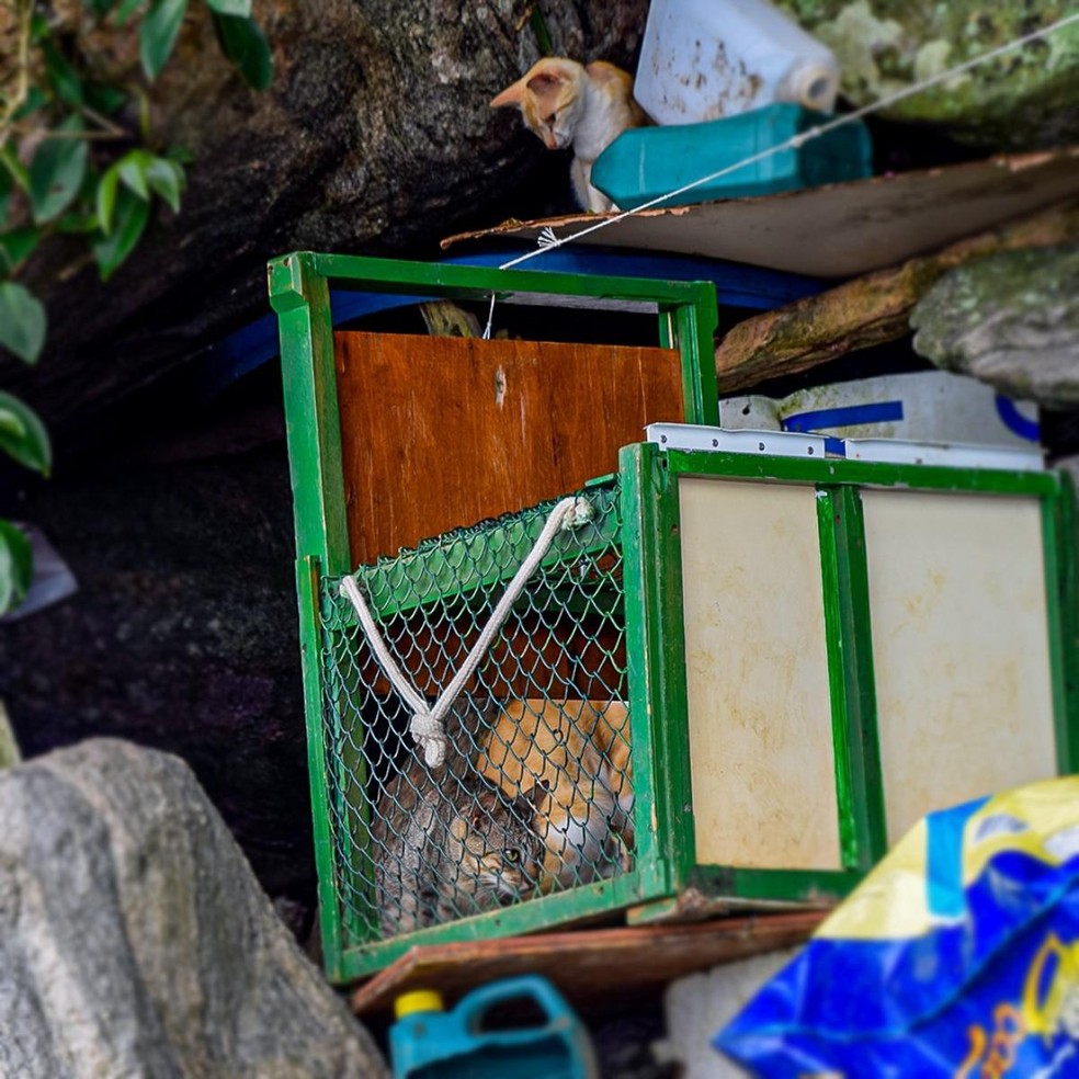 Alguns gatos da Ilha Furtada são resgatados e colocados para adoção em ONGs da região — Foto: ( Diego Lara/ Território Audiovisual/ Divulgação )