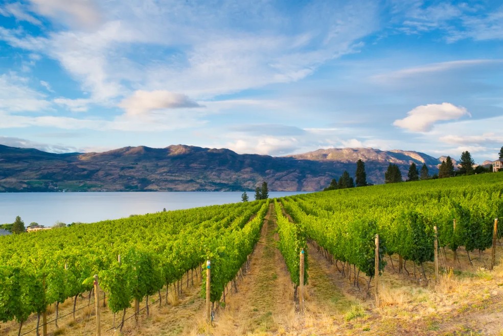 Faça uma degustação de vinhos em Kelowna — Foto: Getty Images