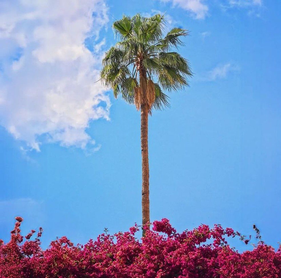 Jardim Majorelle — Foto: Instagram/Reprodução