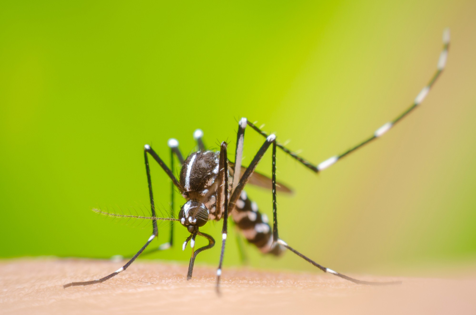 Cientistas descobriram que o vírus Zika tem potencial de de atingir e destruir o câncer no cérebro (Foto: Reprodução/SulAmérica)