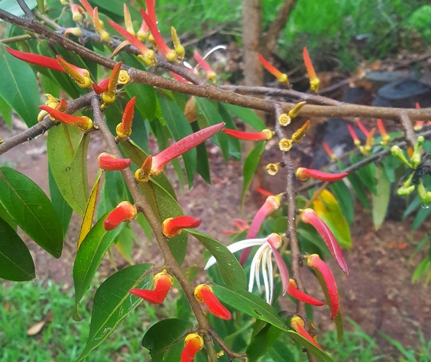 10 frutíferas nativas que você precisa conhecer (e ter em casa) (Foto: Gustavo Giacon/Viveiro Ciprest/Divulgação)