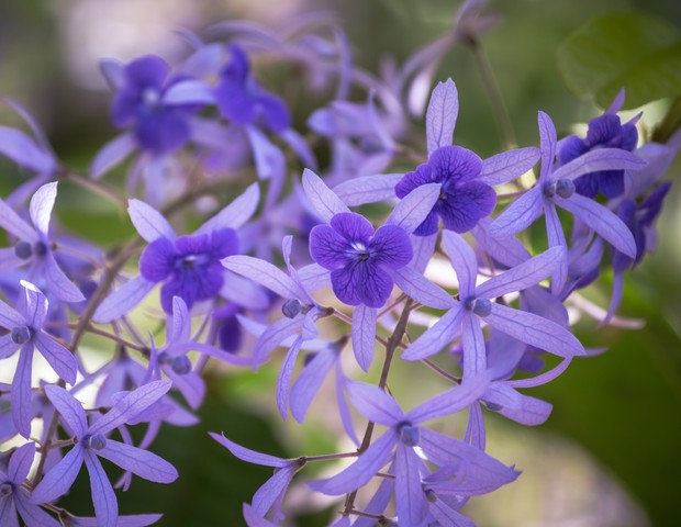 8 flores nativas para você ter no seu jardim (Foto: Getty Images)