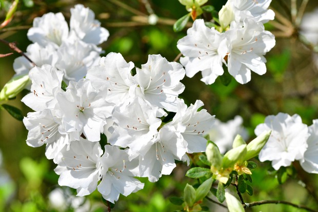 Como plantar azaleia em casa (Foto: Getty Images)