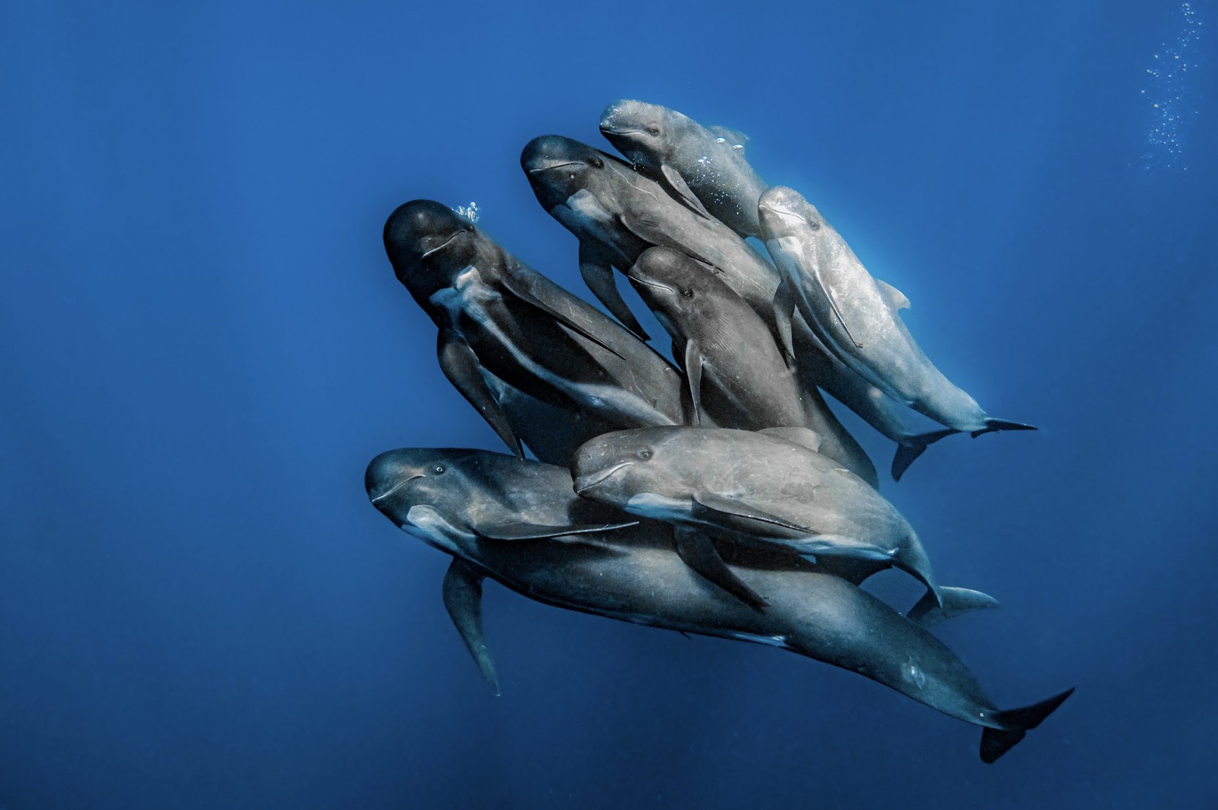 O fotografo conseguiu capturar o momento perfeito em que grupo de baleias-piloto se juntava (Foto: Rafael Fernandez Caballero)
