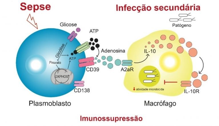 Novo tipo de célula explica propensão a infecções em sobreviventes de sepse (Foto: Agência Fapesp)