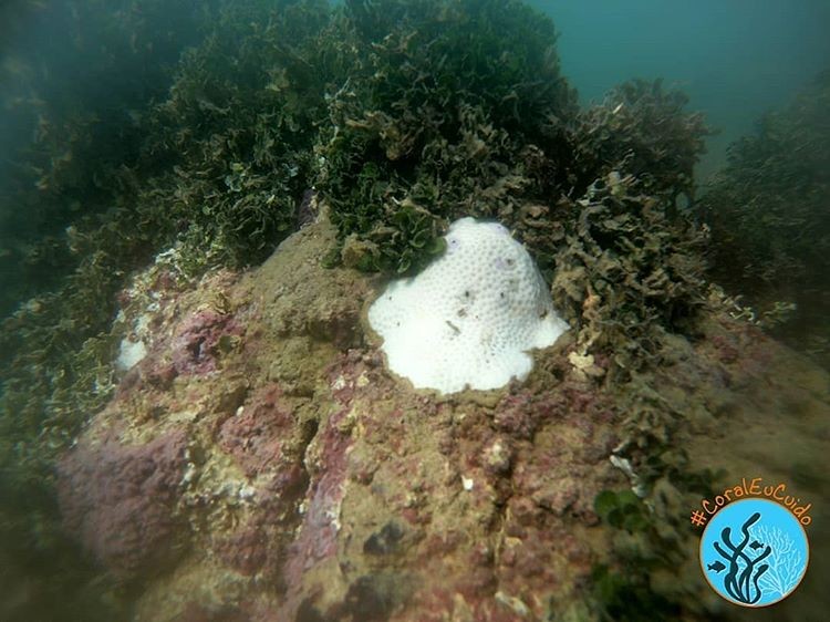 Mesmo com a diminuição do turismo durante a pandemia, consequências do branqueamento podem ser irreversíveis (Foto: Larbim/UFPB)