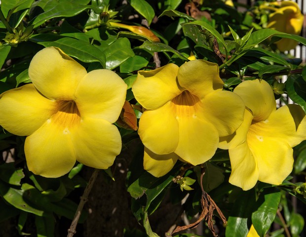 8 flores nativas para você ter no seu jardim (Foto: Getty Images)