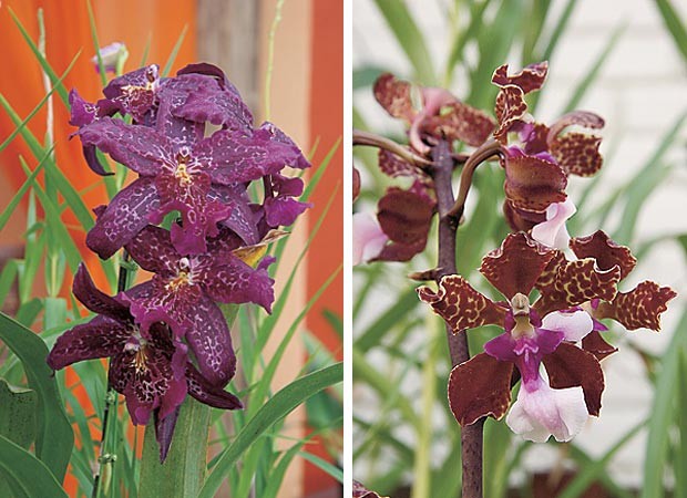 Beallara e Oncidium lawrencianum (Foto: Evelyn Müller)