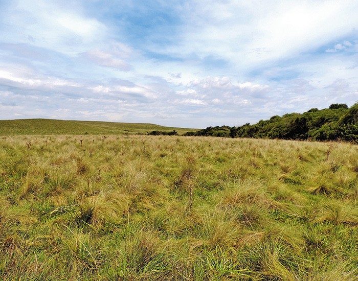 O pampa agoniza: conheça as ameaças ao bioma do Rio Grande do Sul (Foto: Eduardo Vélez Martin)