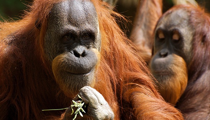 Orangotangos podem controlar sua voz de maneira semelhante aos humanos (Foto: Pexels)