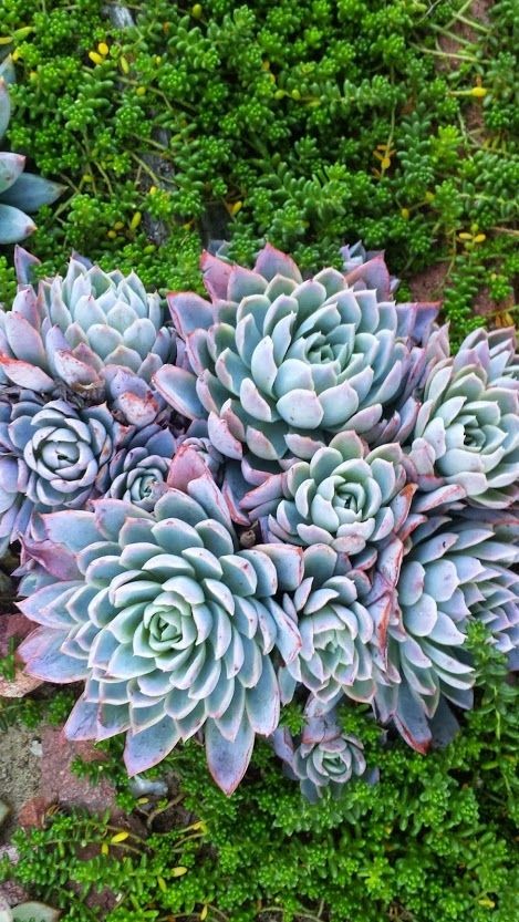 Nome científico: Echeveria Elegans. Popularmente conhecida como bola-de-neve-mexicana (Foto: Pinterest/Reprodução)