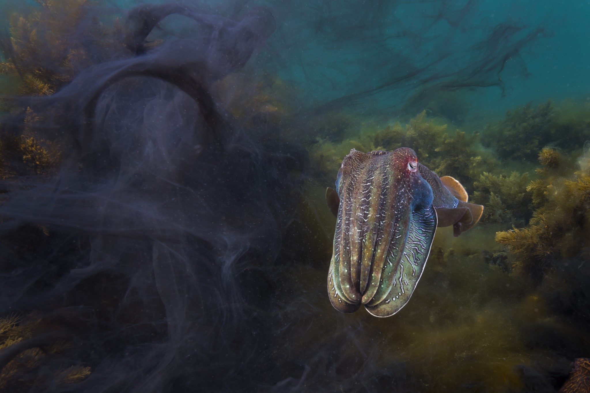 O melhor portfólio de fotos marinhas foi conquistado pelo fotógrafo internacionalmente aclamado, Matty Smith (Foto: Matty Smith --  Prêmio Ocean Photographer of the Year)