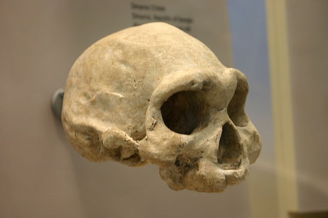 Imagem de um crânio de H.erectus achado no sítio de Dmanisi, na Georgia (Foto: Wikimedia Commons)