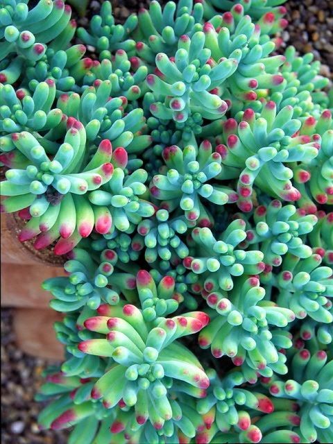 Sedum pachyphyllum, essa já foi umas espécies de suculentas mais comuns entre as cultivadas (Foto: Pinterest/Reprodução)