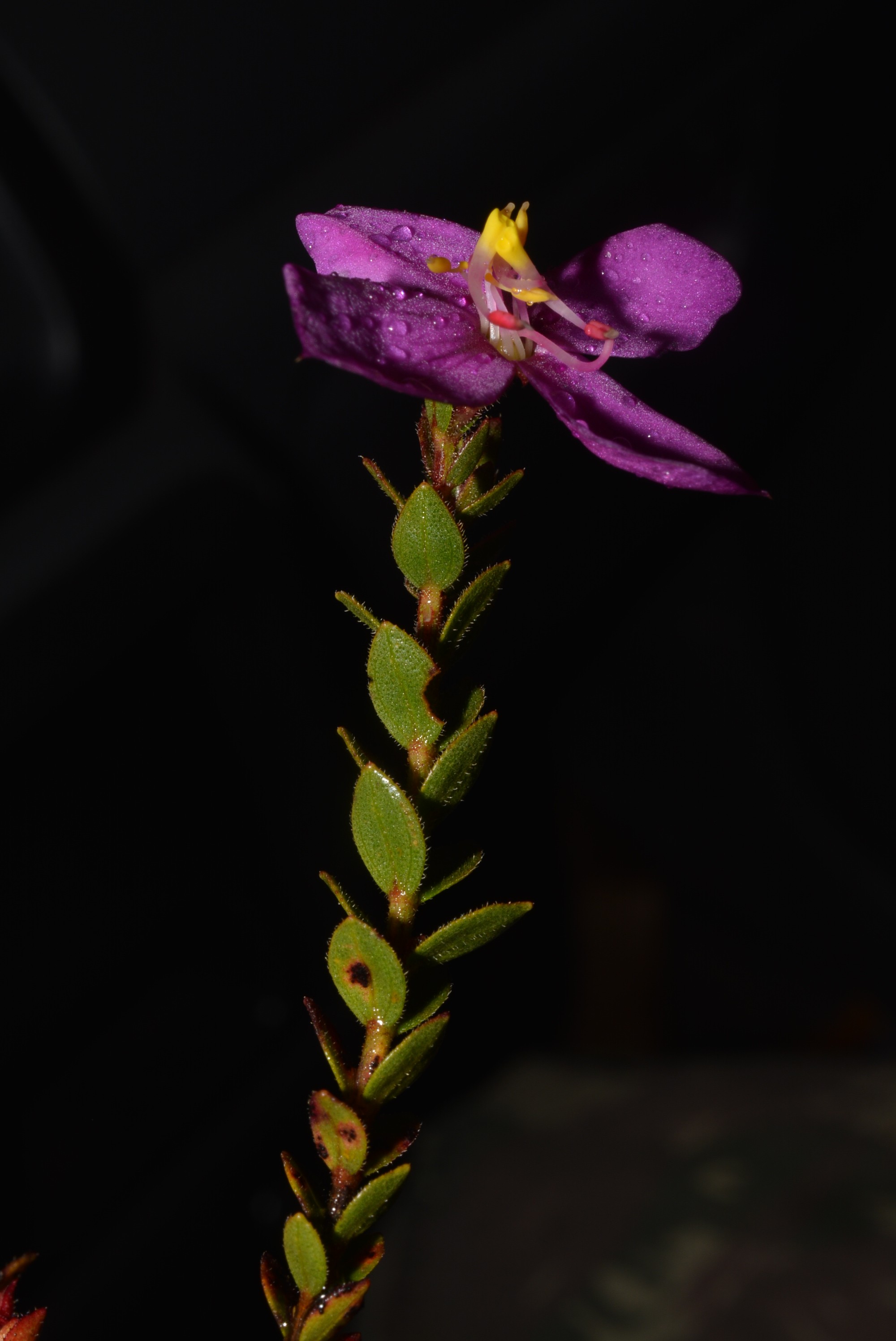  Microlicia caparaoensis foi coletada pela primeira vez em 1988, mas só foi descrita recentemente (Foto: Renato Goldenberg)