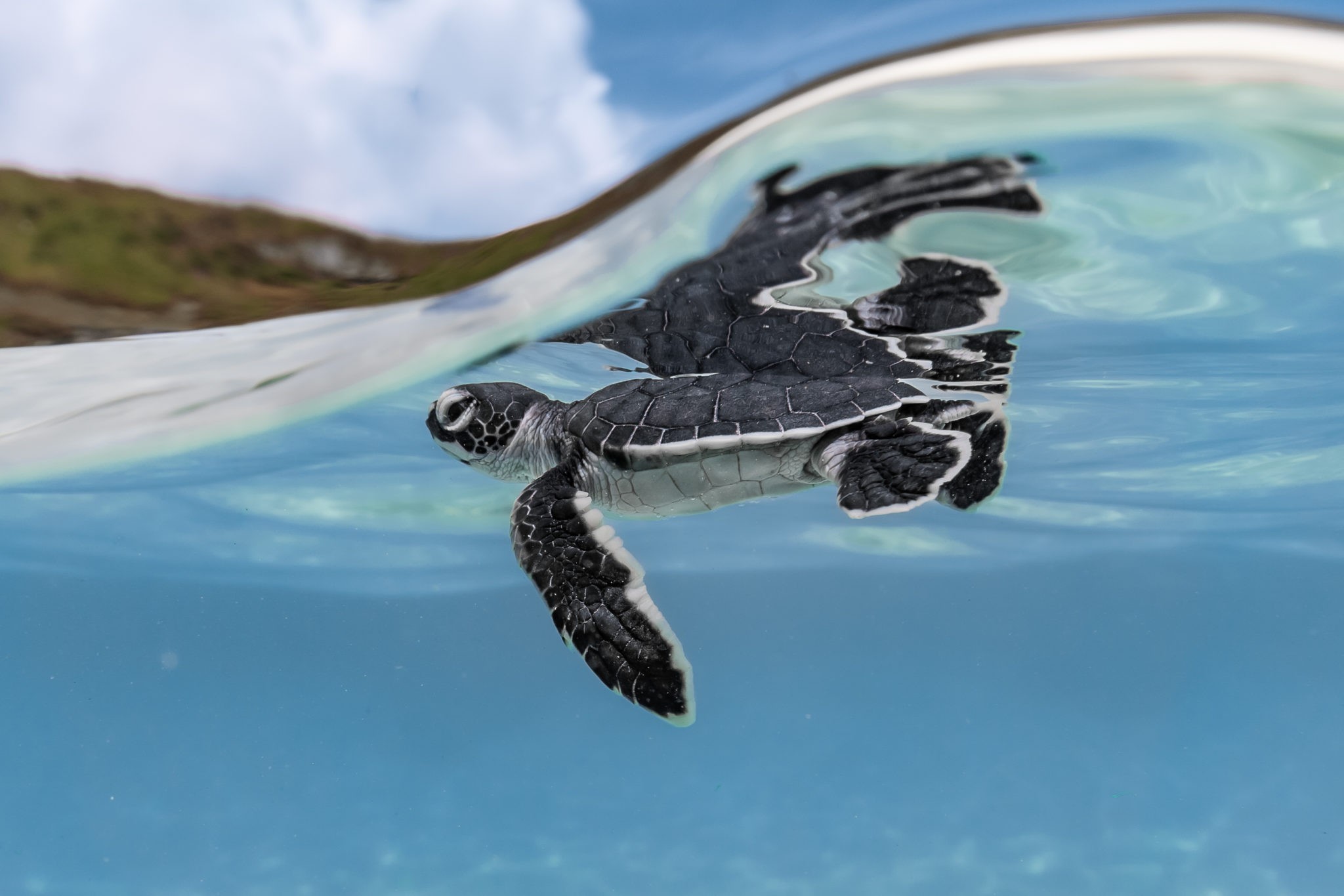 O jovem e fotografo amador Ryuta Ogawa, de 25 anos, foi o grande vencedor da categoria com o registro de um filhote de tartaruga  (Foto: Ryuta Ogawa --  Prêmio Ocean Photographer of the Year )