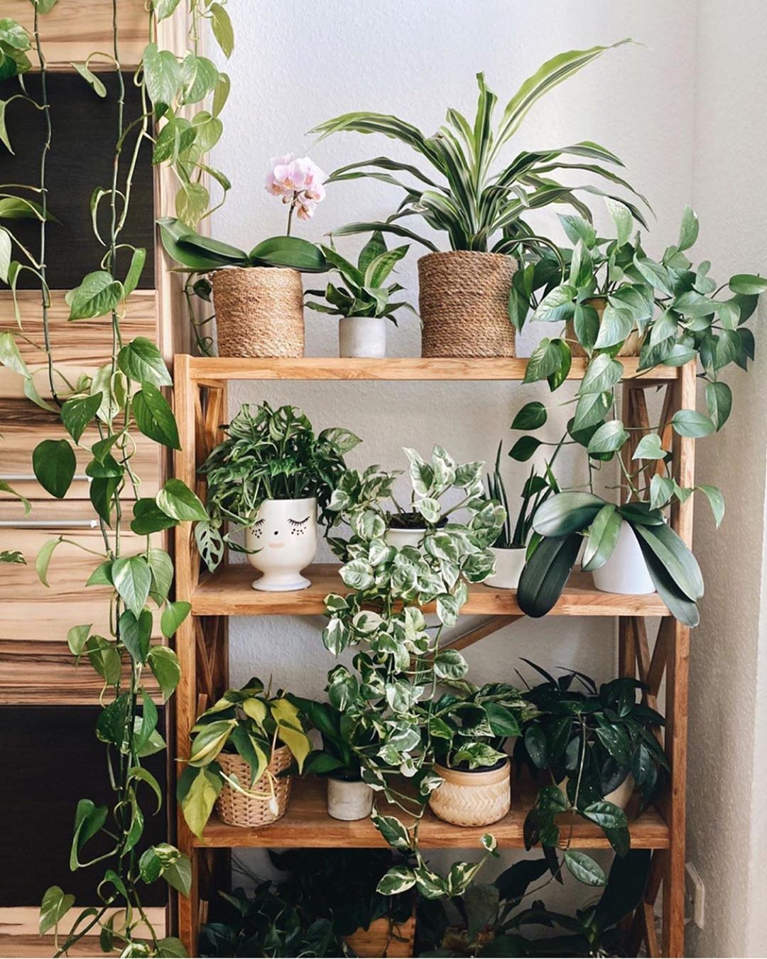 Jardim pequeno: ideias para ter plantas em casas ou apartamentos (Foto: Reprodução/Instagram/@intotheplants)