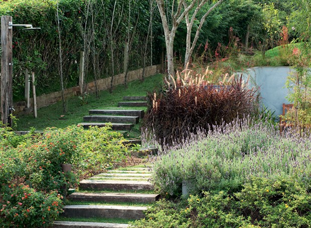 Seleção natural; lavanda; 620x455 (Foto: Reprodução)