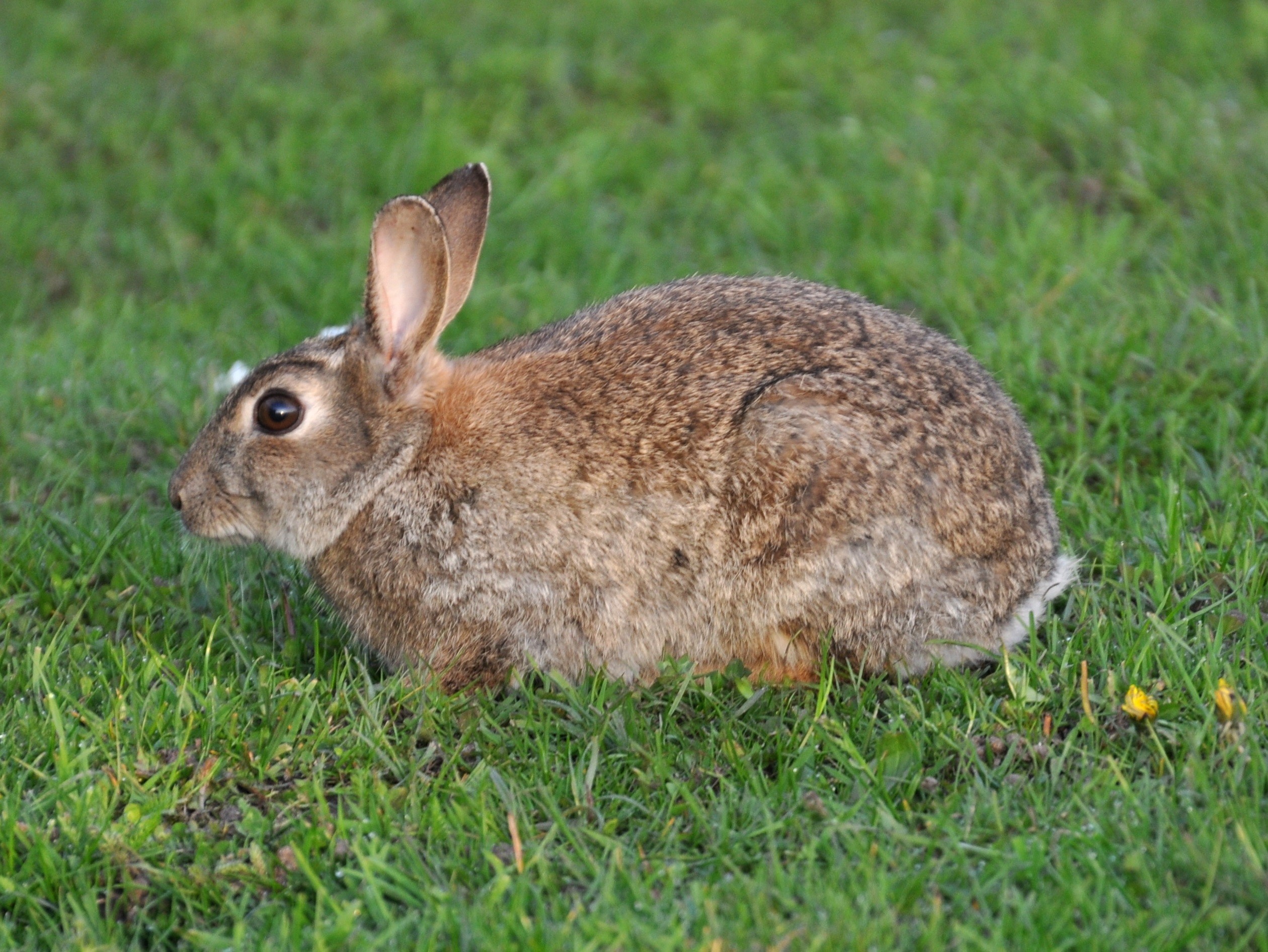 Os coelhos-europeus (Oryctolagus cuniculus) geram infestações na Austrália  (Foto: Wikimedia Commons )