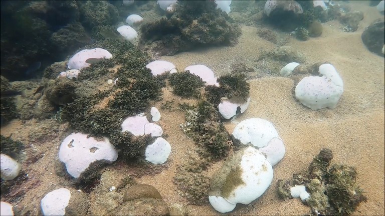 Pesquisadores estimam que ao menos 90% dos corais da Paraíba tenham branqueado (Foto: Christine Eloy/IFPB)