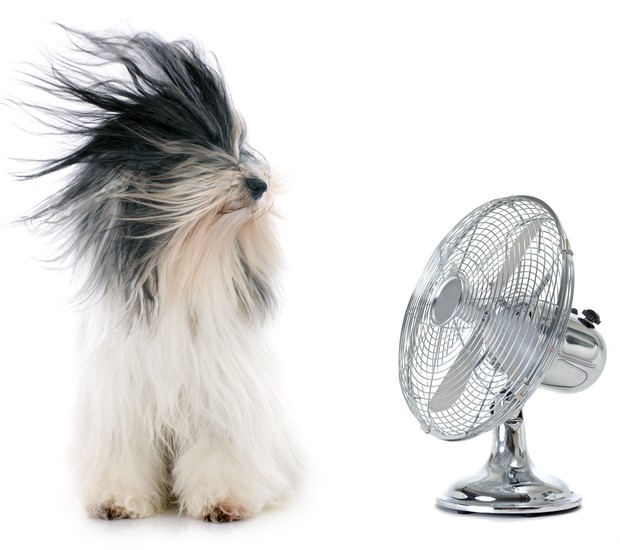 cachorro_ventilador (Foto: Thinkstock)