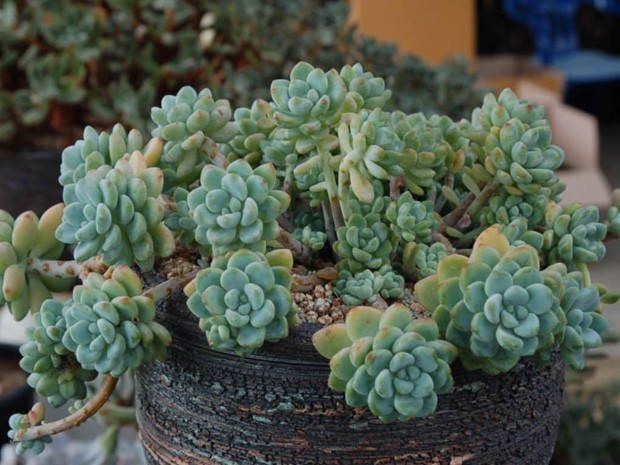 Nome científico: Sedum clavatum (Foto: Pinterest/Reprodução)