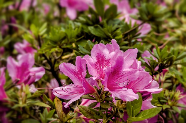 Como plantar azaleia em casa (Foto: Getty Images)