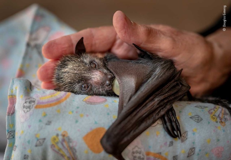 Uma Mão Carinhosa, de Douglas Gimesy (Foto: Douglas Gimesy/Wildlife Photographer of the Year)