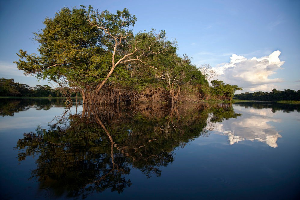 Árvores da Amazônia são grandes 