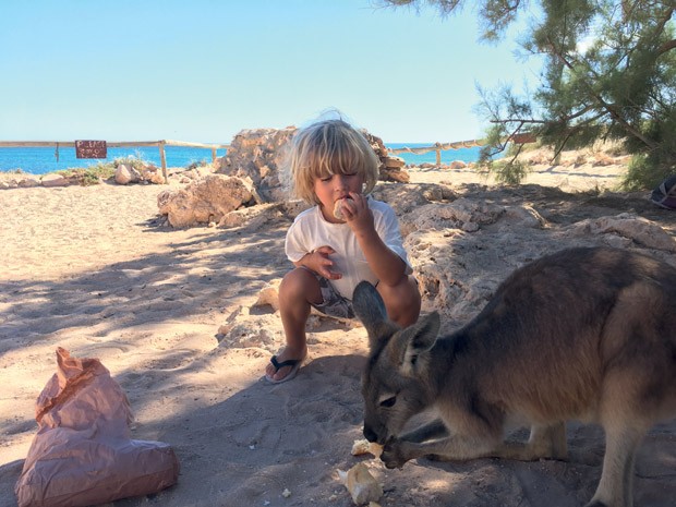 Ben alimenta cangurus na Austrália (Foto: Acervo pessoal)