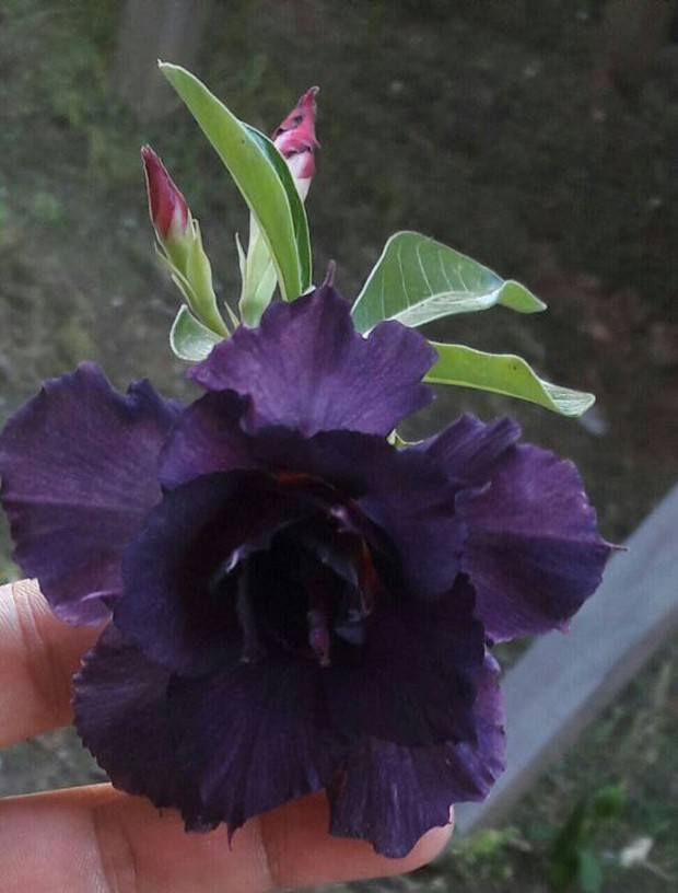 Rosa do Deserto: conheça a planta que está se tornando a nova orquídea (Foto: FLO Atelier Botânico/Divulgação)