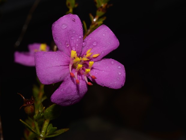  Microlicia caparaoensis, espécie endêmica do Parque Nacional do Caparaó, em Minas Gerais  (Foto: Renato Goldenberg)