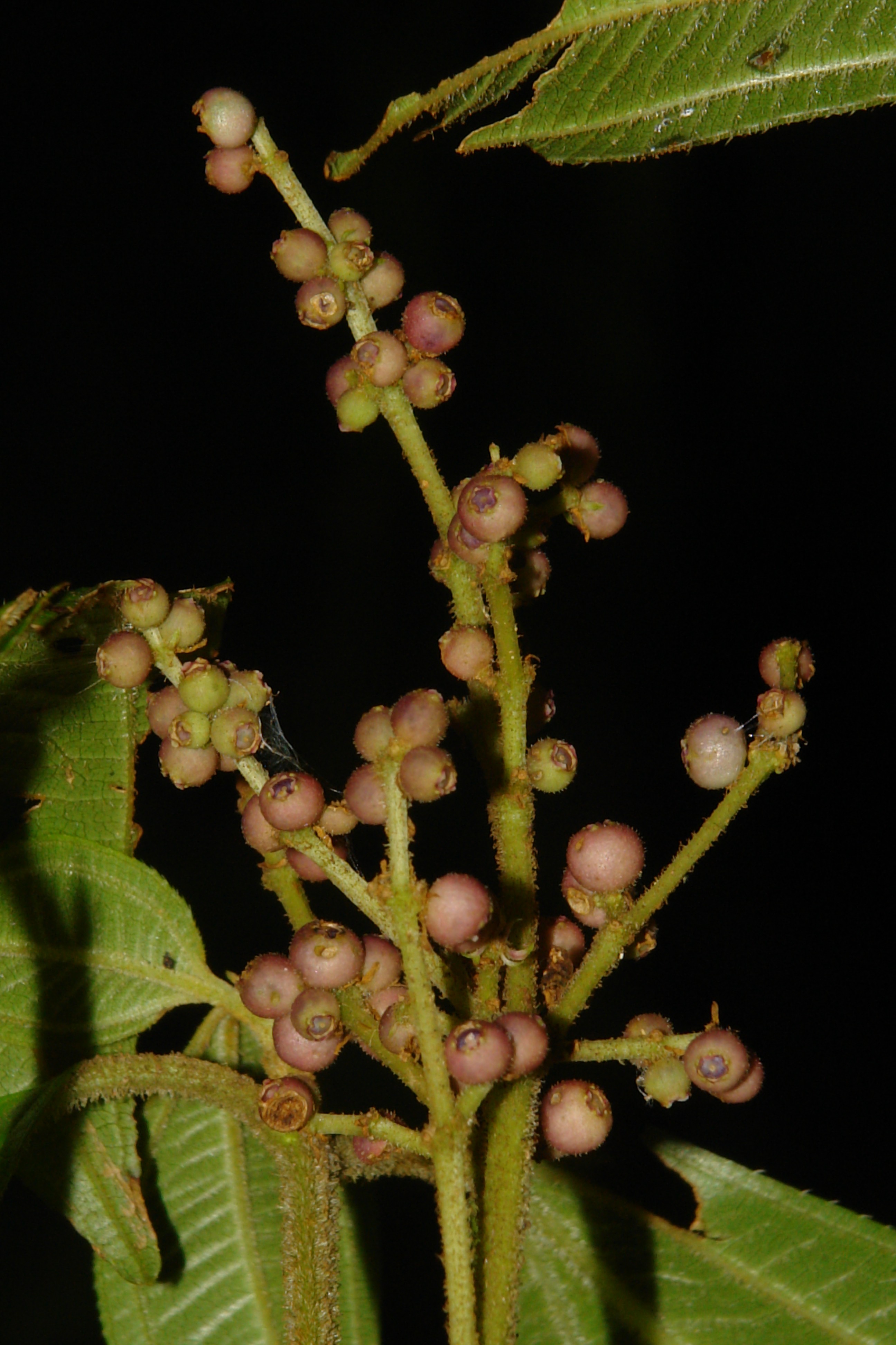 Miconia spiritusanctensis, coletada pela primeira vez em 1985 (Foto: Claudio Fraga)