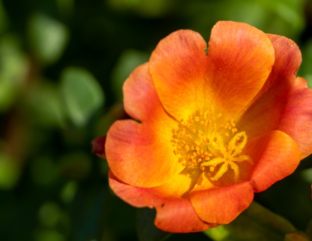 Tropical orange flower (Portulaca grandiflora) of South America, grown in gardens. Vibrant orange and yellow colors for spring or summer concepts. (Foto: Getty Images/iStockphoto)