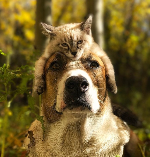 Harry-Baloo-cachorro-gato-amigos-viajantes-colorado (Foto: Reprodução / Instagram)