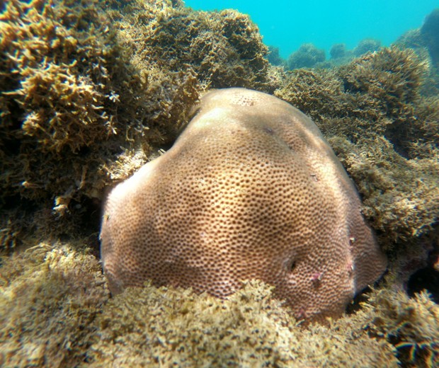 Corais dependem de algas zooxantelas para se manterem saudáveis, mas em situações estressantes no ambiente marinho essa relação é abalada (Foto: Larbim/UFPB)