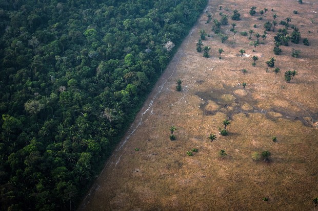 7 organizações que ajudam a proteger a Amazônia (Foto: Getty Images)