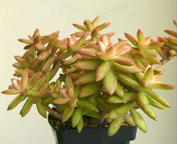 Nome científico: Sedum carnicolor. O tom nas pontas dessa suculenta variam de cinza a rosa, dependendo da incidência de sol (Foto: Pinterest/Reprodução)