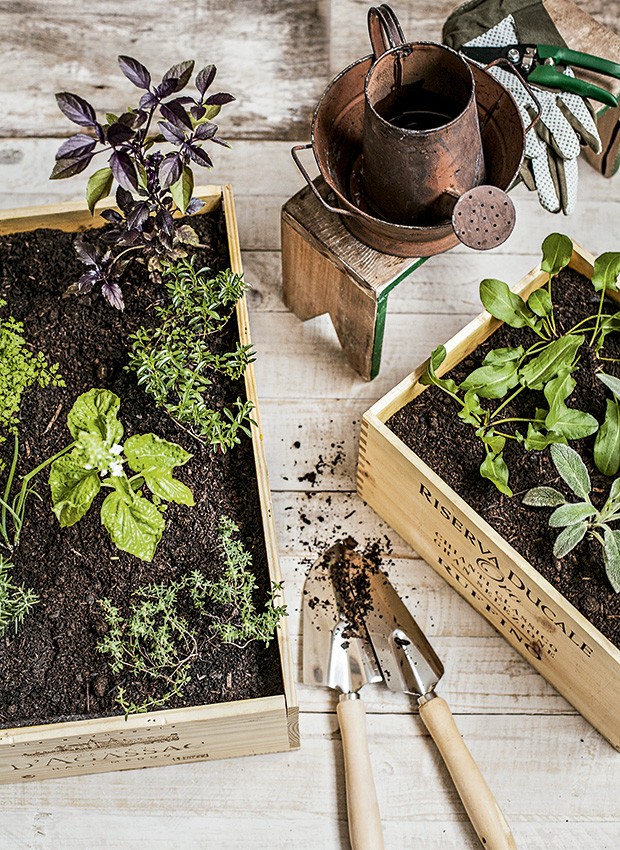 Caixas de vinho são perfeitas para abrigar uma miniplantação. Estas são do Ateliê das Hortas. Ao misturar espécies diferentes, lembre-se de escolher as que têmas mesmas necessidades hídricas. Regador Ideia Única, banco e tacho Oficina de Agosto, acessórios Jardineiro Fiel (Foto: Elisa Correa/Editora Globo)