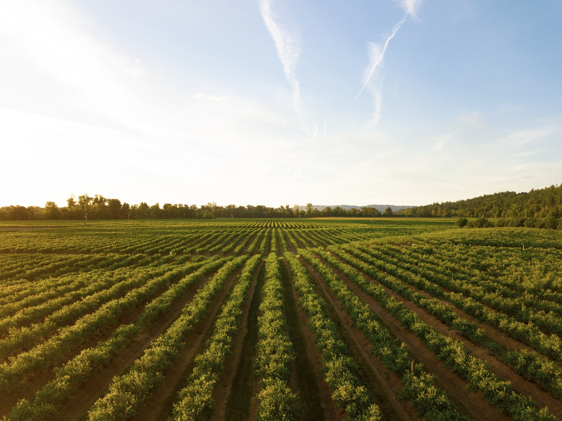 O uso de blockchain permite otimizar e tornar os processos da agricultura mais transparentes (Foto: Dan Meyers/Unsplash)