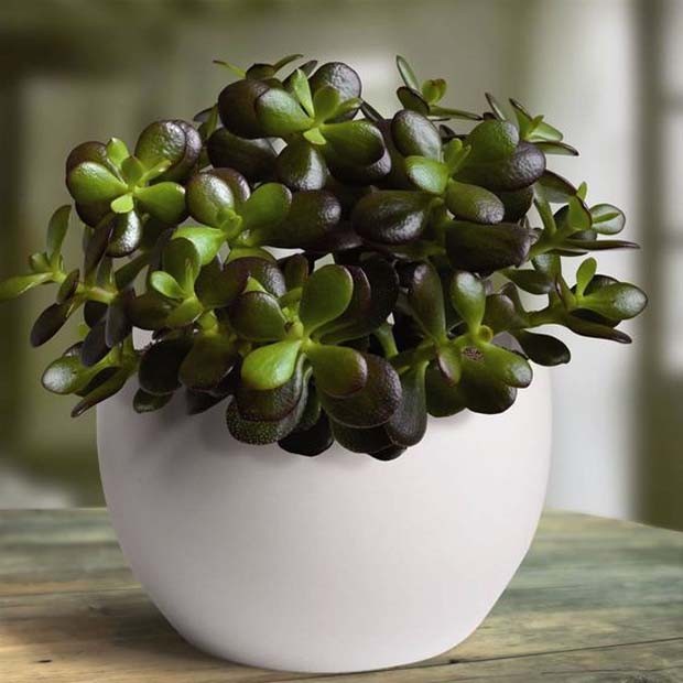 Crassula Ovata  (Foto: Reprodução/Pinterest)