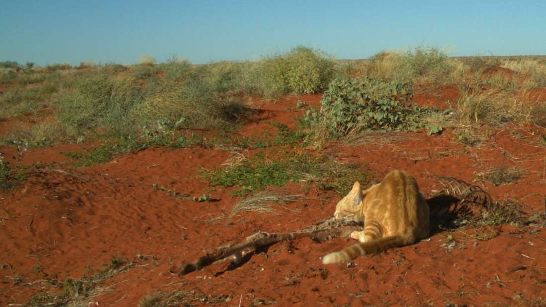 Imagens foram registradas em período de seca do deserto de Simpson, no nordeste do país (Foto: Reprodução Emma Spencer)