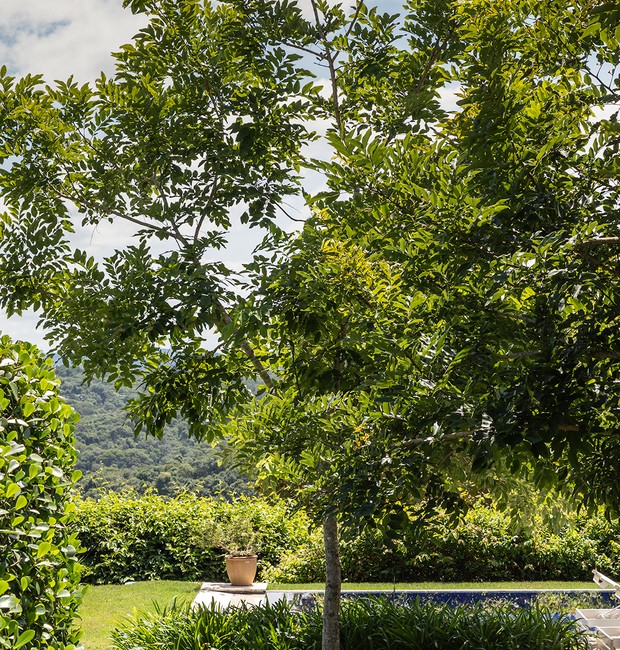 Plantas vivas geram bem-estar, trazem frescor e umidade para o ambiente, e até purificam o ar (Foto: Evelyn Muller/Divulgação)