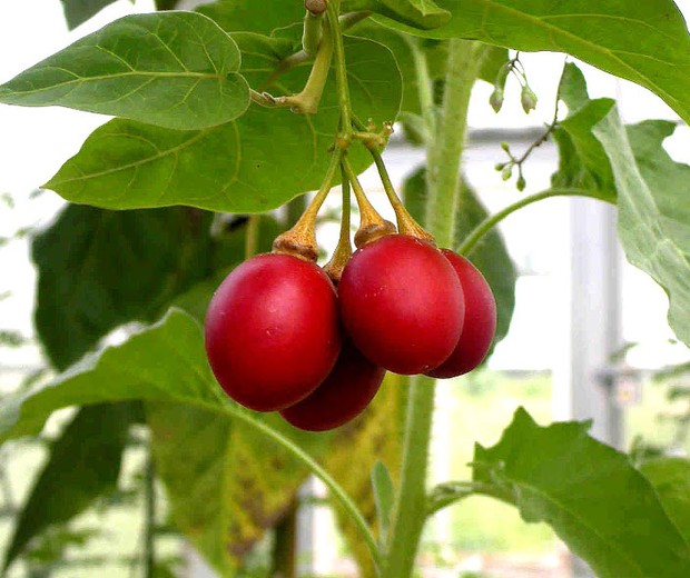 10 frutíferas nativas que você precisa conhecer (e ter em casa) (Foto: Gustavo Giacon/Viveiro Ciprest/Divulgação)